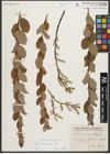 Foto von Salix starkeana Willd.